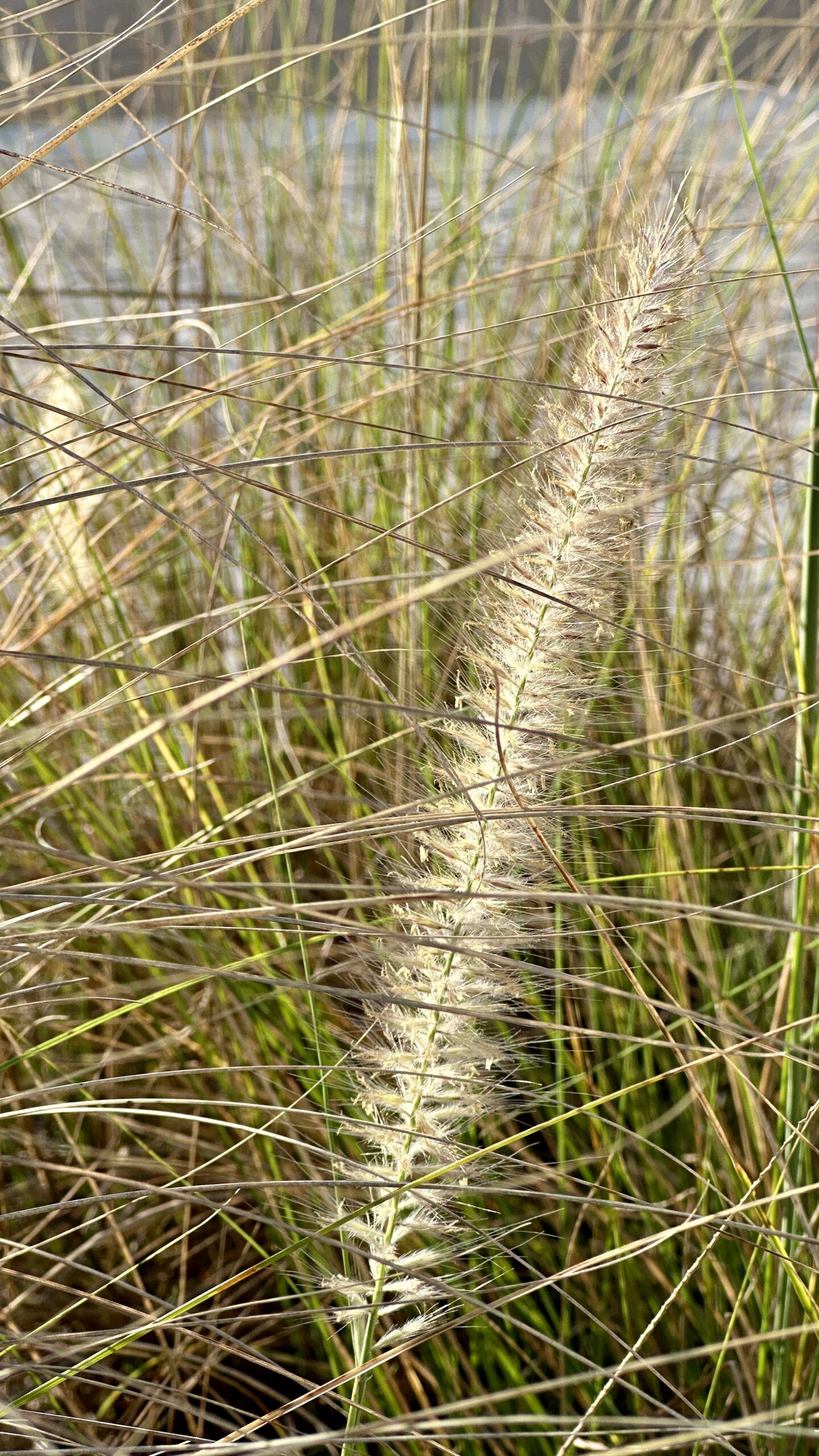 Cotton Tail Plant