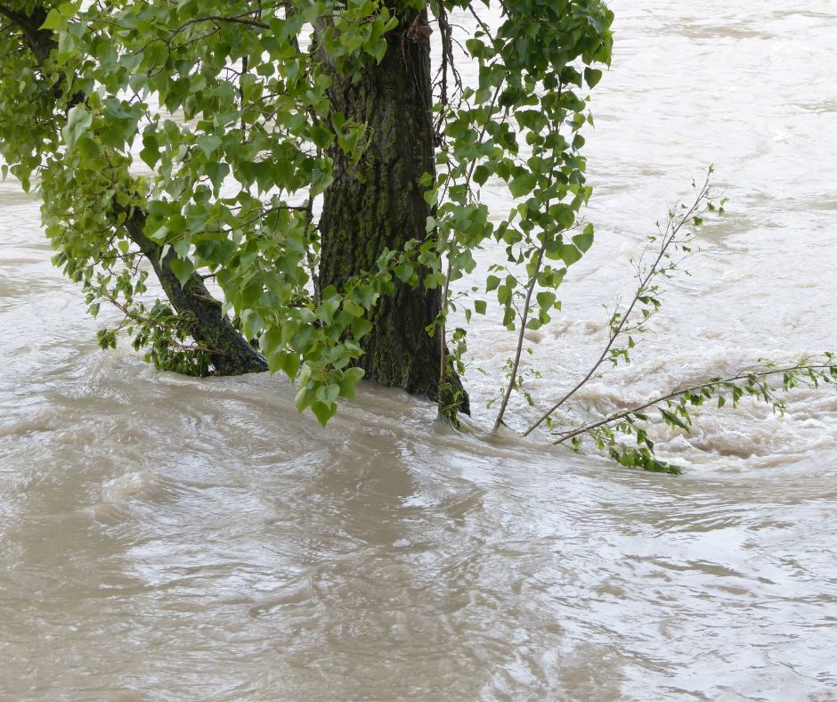 tree flooded 