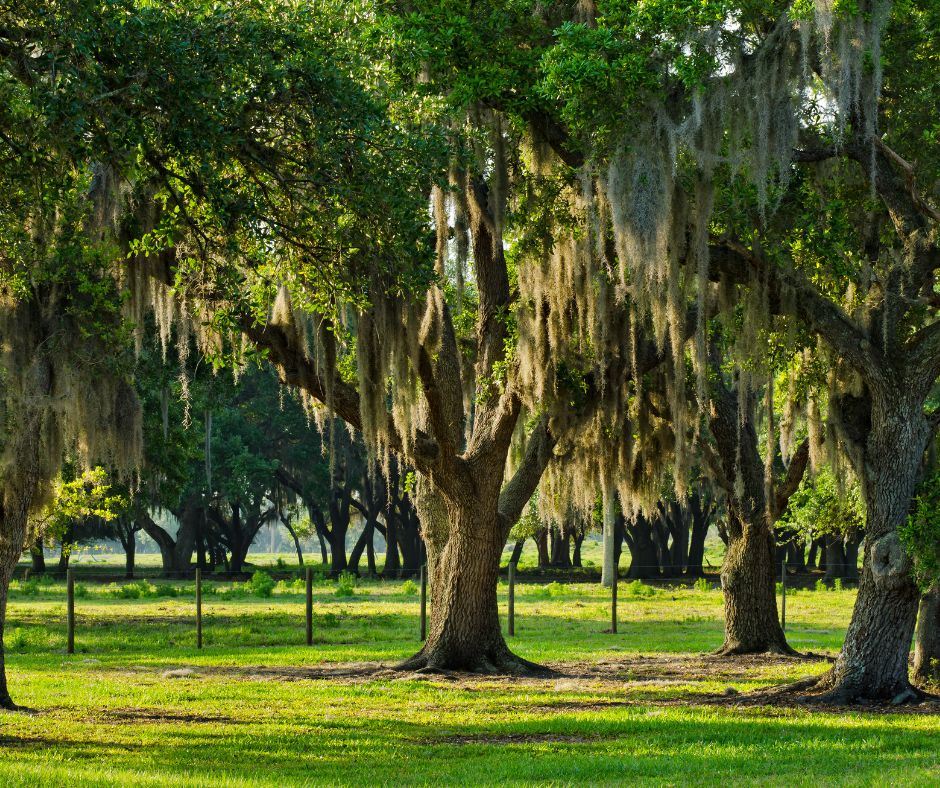 live oak tree