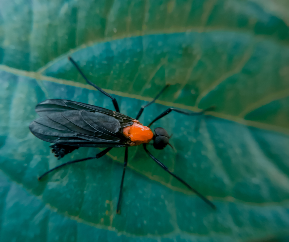 Love bugs in Parrish, Florida